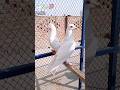 my favorite breed nar#Shorts#Viral#Trending#ViralShorts#TrendingNow#youtubeshorts#kabootar‎