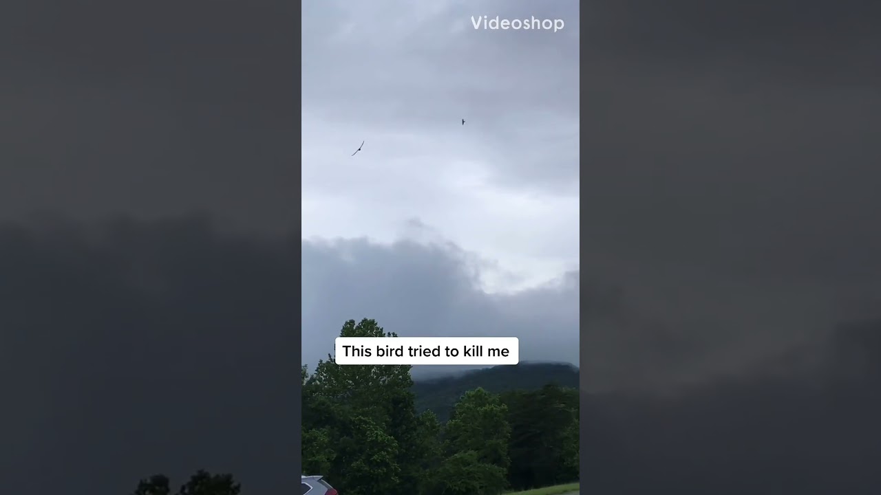 Bird Attack: Close Encounter with Wildlife