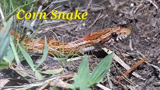 The Corn Snake | Florida's Beautiful Nonvenomous Snake