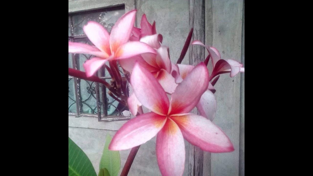 Lovely flowers in hometown "bicol" YouTube