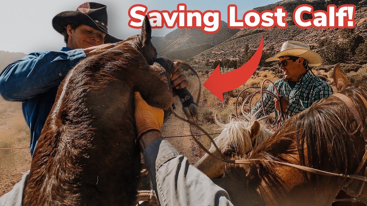 Roping Runaway Cattle GONE WRONG!? [pt. 1/3] - YouTube