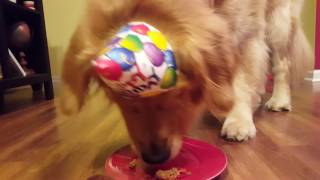 Den Retriever Enjoys A Birthday Cupcake.