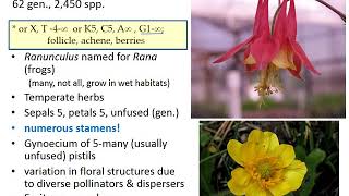 Lecture 13 -- Introduction to Eudicots