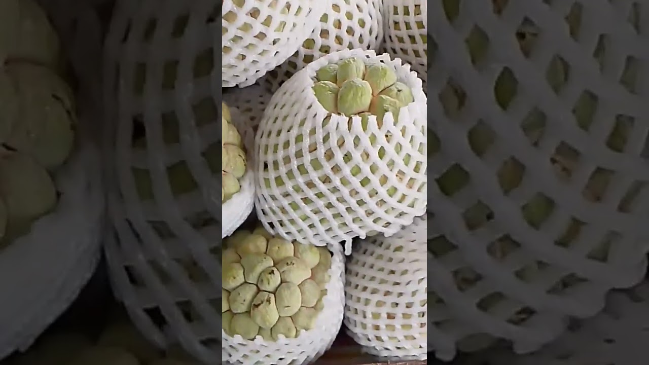 Satisfying taste of sugar apple 