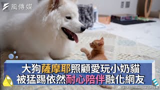 大狗薩摩耶照顧愛玩小奶貓 被猛踢依然耐心陪伴融化網友