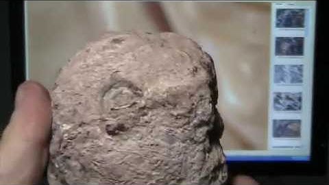 Mudfossils part 10   Geodes