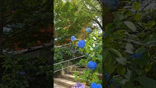 Hydrangeas at Takahata Fudoson Temple Tokyo Japan｜Vibrant Early Summer Flowers