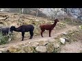 Salzburg Zoo Hellbrunn | Австрия зоопарк