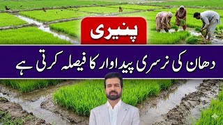 Fertilizer management and best management practices for rice nursery