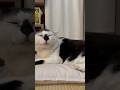 #猫のいる暮らし #ねことの暮らし #cat #ねこ #猫の日常 #shorts