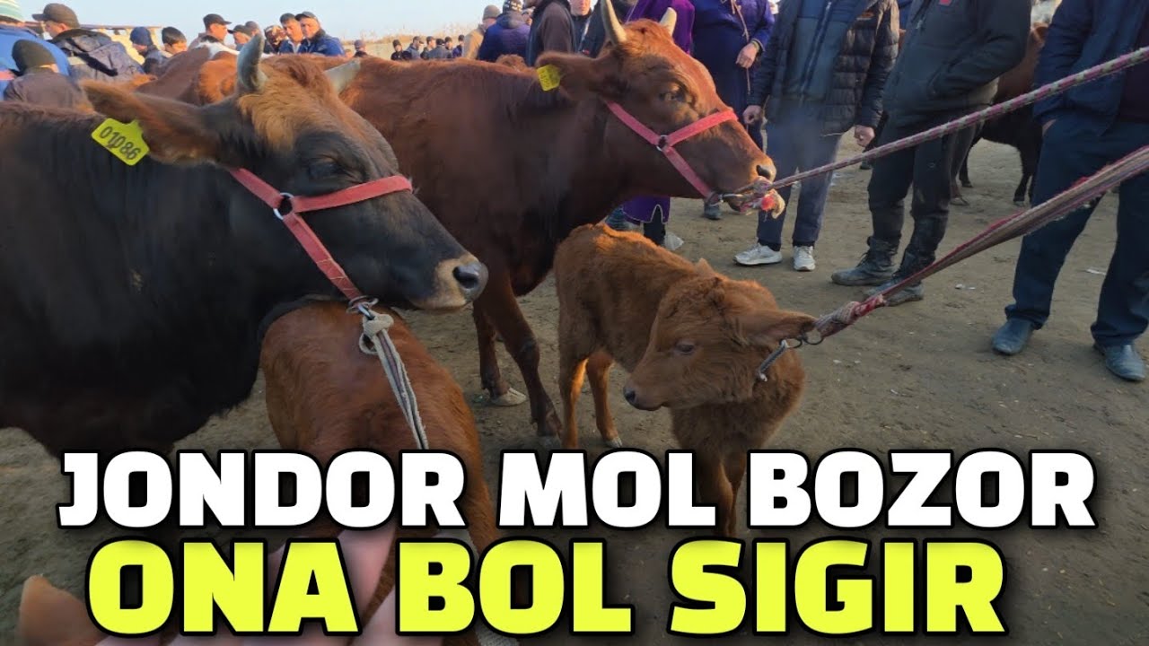 БУХОРО ЖОНДОР МОЛ БОЗОР 22.02.2026 НАРХЛАР ТУШЯПТИ СИГИР НАРХЛАР 