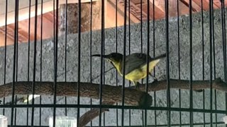 Sogon burung sogok ontong