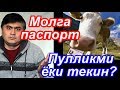 Молга паспорт берилармиш... Янги қарор