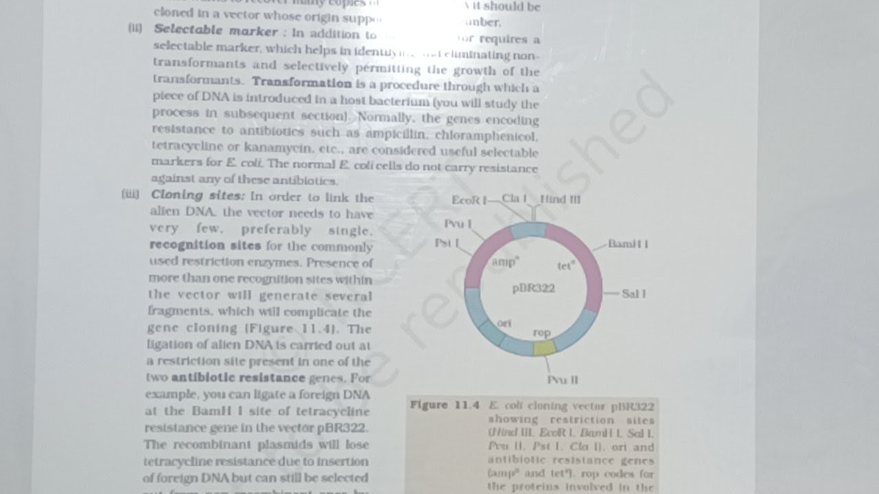 Biotechnology Principal And Process Lec No 2 Class 12th YouTube Biotechnology principal and process lec no 2 class 12th youtube