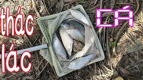 CÂU CÁ THÁC LÁC BẰNG MỒI DẾ | TẬP 2 | quốc toản fishing