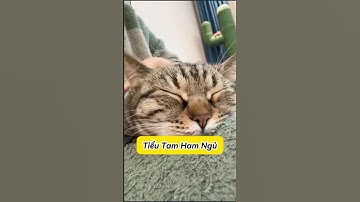 Tiểu Ham Ham Ngủ 🙀 #Mèoúớ #thúcưng #vậtnuôi #chómèohàihước #shorts