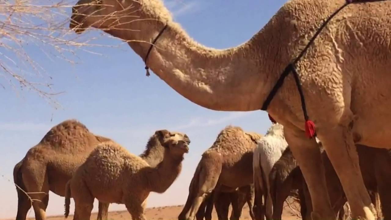 الاهداء للشيخ فاهم بندر الخلاوي بن عفيصان