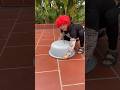 Truy Tìm Con Rắn Hổ Mang Chúa Ăn Thịt Trẻ Con #shortvideo