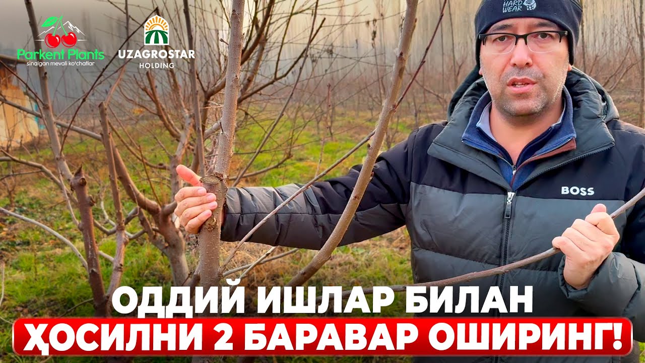 ДАРАХТЛАРНИ ҚАНДАЙ МЕВАГА ЁТҚИЗАМИЗ? | ШУҲРАТ АБРОРОВ 