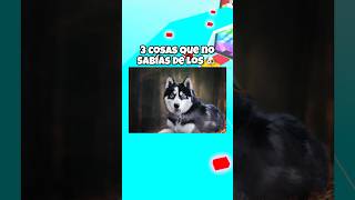3 cosas que no sabias de los PERROS 🐶😨