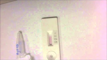 Rapid Mouse antibody Isotyping Kit IgG2b