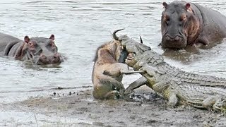 Hipopótamo repentinoGulp El cocodrilo pobre, afortunadamente el elefante fue prontamente a rescatar