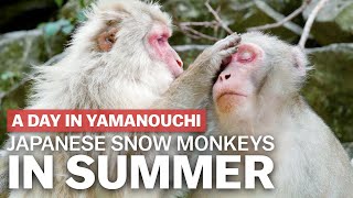Japanese Snow Monkeys in Summer | japan-guide.com