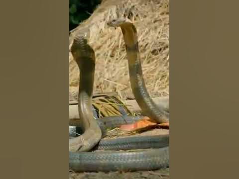 Snake vs Snake fight #animalshorts #wildlife #snake - YouTube
