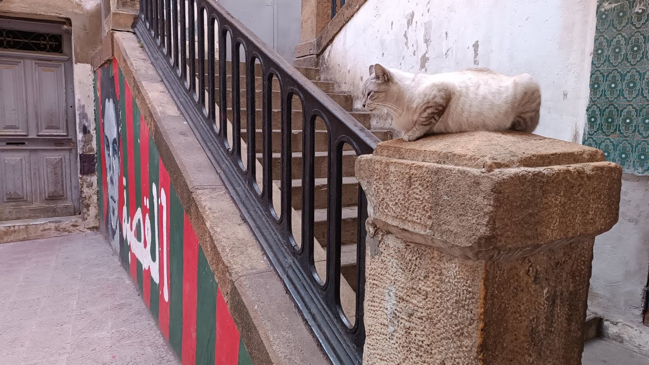 الجزائر العاصمة حي القصبة العتيق Alger la casbah 🌍♥️🌹