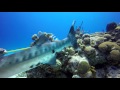 Barracuda Attacks And  Devours Lionfish UHD 4k