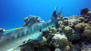 Barracuda Attacks And  Devours Lionfish UHD 4k