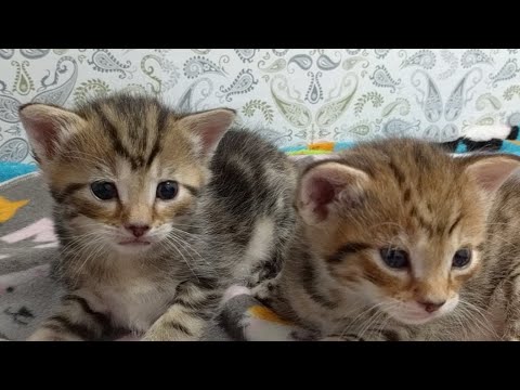 cats inn Kitten Close Up 2017-07-26