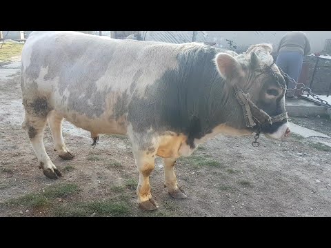 Video: Cum Să Alegi O Vacă