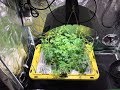 How to Grow Hydroponic Watermelon Indoors & 38 Days Update