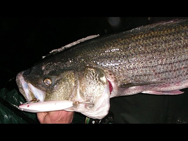 Night Striped Bass Surf Fishing with Dark Lures - Long Island Striper Fall  Run #smoochandrelease 