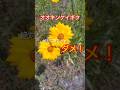 見つけたら駆除❗️観賞してる場合じゃ無い #flowers #plants #植物
