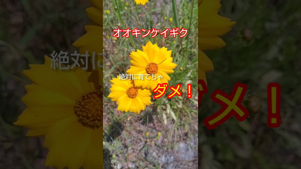 見つけたら駆除❗️観賞してる場合じゃ無い #flowers #plants #植物