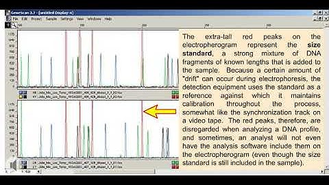 animation that explains more about electropherogram interpretation