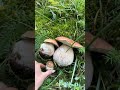 Funghi porcini boletus edulis mushroom new