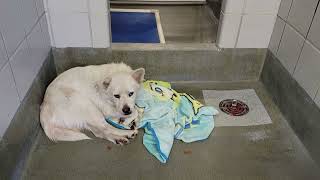 acs A661207