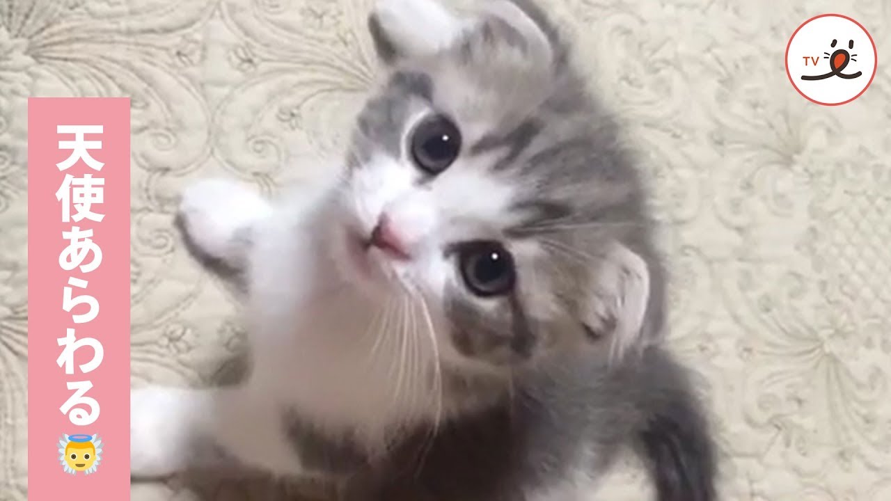 まるで天使 ふわふわの子猫 じーっと見つめられると 抱きしめたくなるほど可愛かった Peco ペコ
