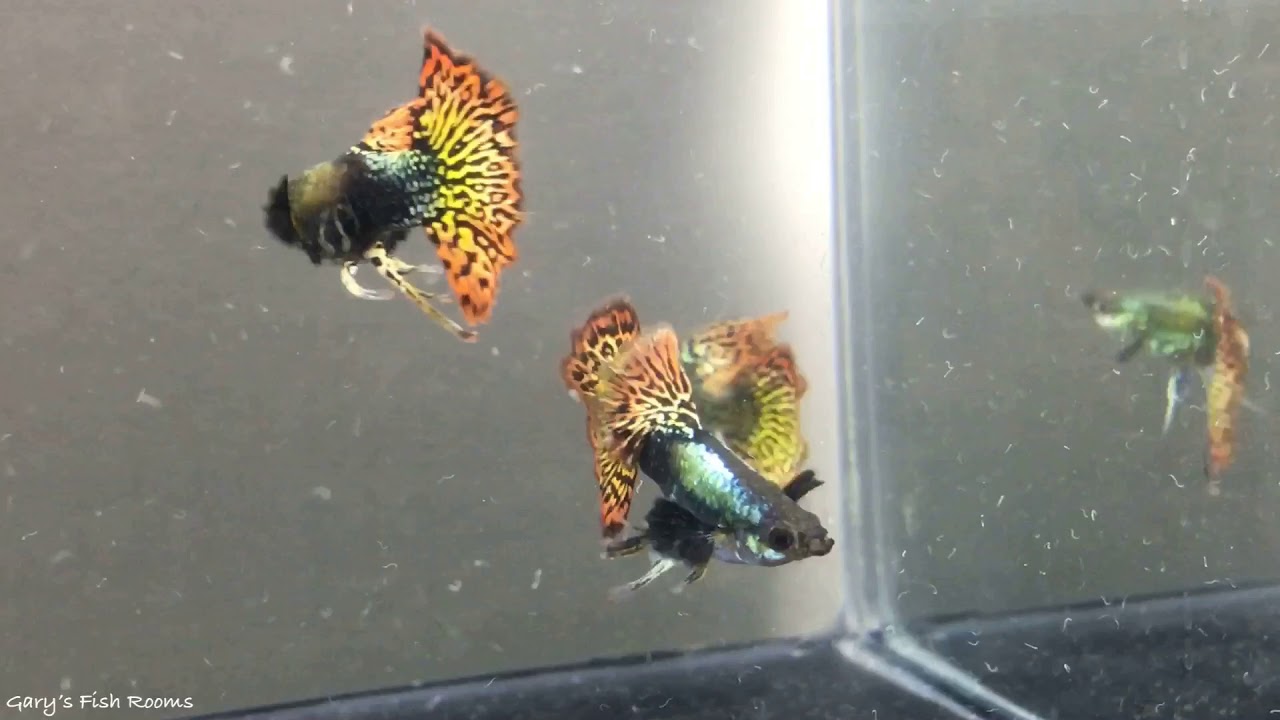 Longfin Males of Metallic Half-Snakeskin Dumbo Dragon Guppy - Gary's Fish Rooms