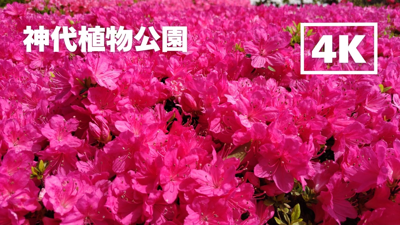 華やか！ 神代植物公園のツツジ 2026年4月18日 | 東京都調布市深大寺 