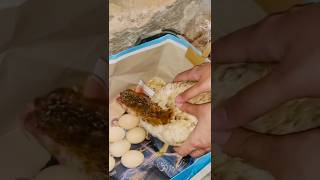 Kanwal start her incubation 🐣 Kurak Murgi brooding cycle 430 #hen #shorts #youtubeshorts #pets￼
