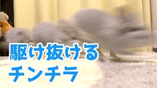駆け抜けるチンチラを見守るだけの動画【ループあり】Running chinchillas