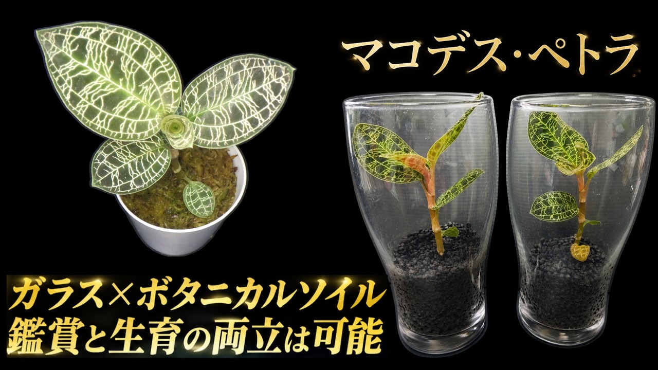 ジュエルオーキッドの鑑賞性と生育を両立したい - YouTube