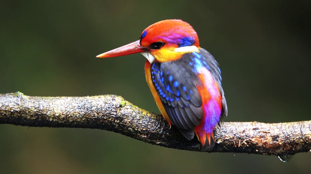 Bright colors in the animal kingdom: Why some use them to impress