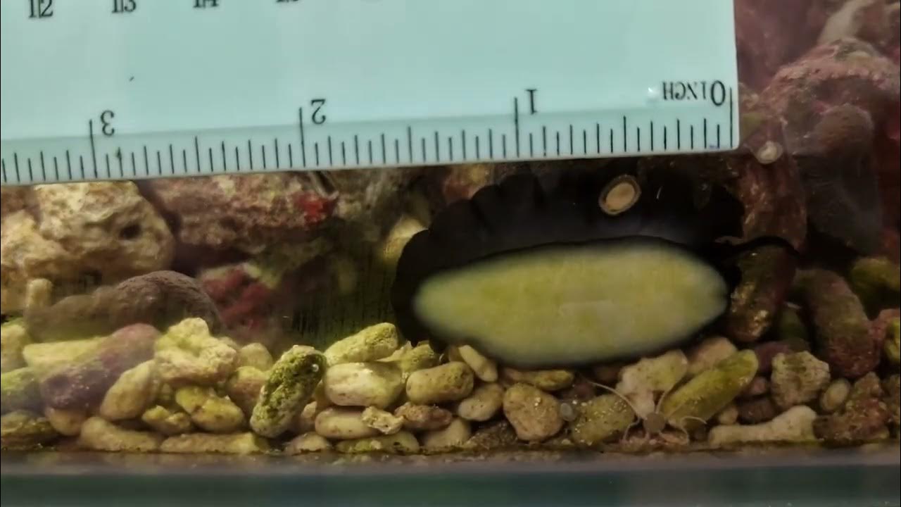 Голожаберный моллюск Скутус черный - YouTube