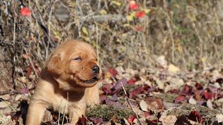Adorable 4 week fox RED lab puppies exploring the crunchy fall leaves for the first time ✨🍂🍁 by Wild Country Ranch 282 views 6 months ago 2 minutes, 35 seconds