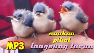 Rambatan Anjlok Kalo Denger Mp3 Ini